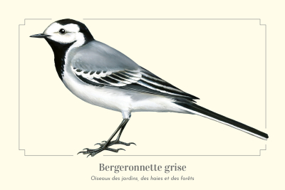 Carte Postale simple 10 x 15 cm Bergeronnette grise