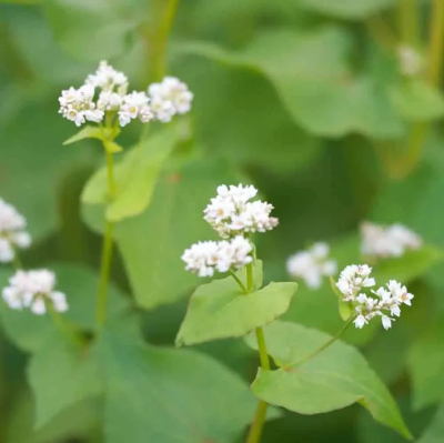 Graines Bio Engrais vert - Sarrasin Vivace 30 m²