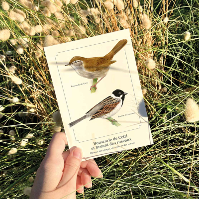 Carte postale naturaliste - Bouscarle de Cetti et Bruant des roseaux