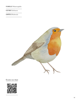 Aquarelle reconnaître peindre les oiseaux des jardins et des forêts