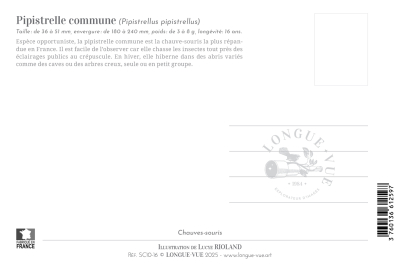 Carte postale simple 10 x 15 cm - Pipistrelle