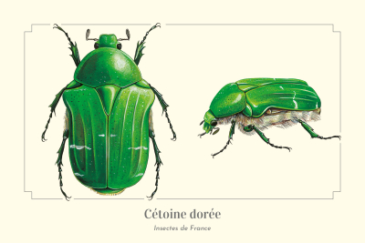 Carte postale naturaliste - Cétoine dorée