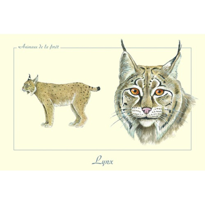 Carte Postale simple 10 X 15 cm Lynx d'Europe