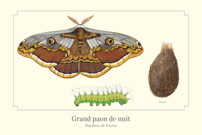 Carte postale naturaliste - Grand paon de nuit