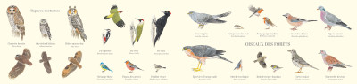 Carte Postale double 21 x 10 cm - Oiseaux des forêt 
