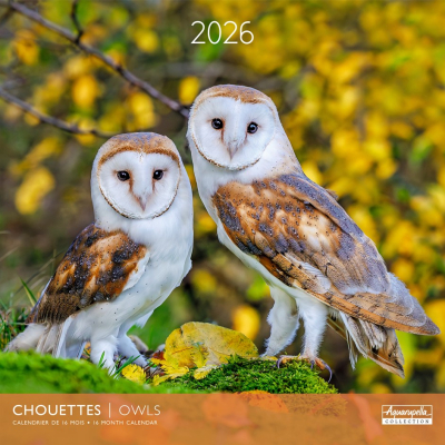 Calendrier 2026 Chouettes et Hiboux 30 x 30 cm