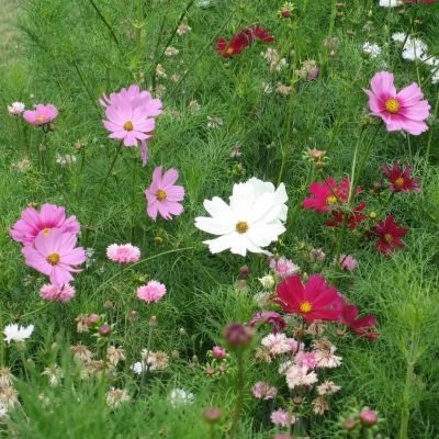 Graines Bio Cosmos Sensation varié