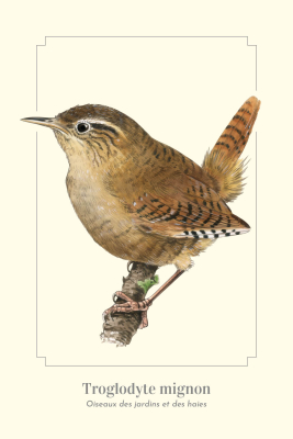 Carte Postale simple 10 x 15 cm Troglodyte mignon