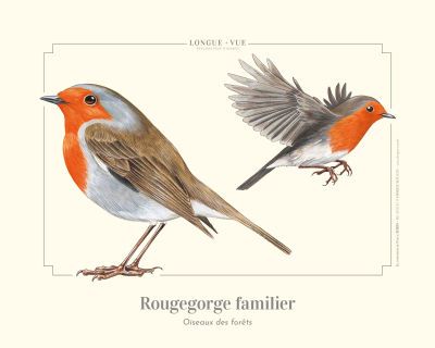 Affiche naturaliste 24x30 cm - Rougegorge familier