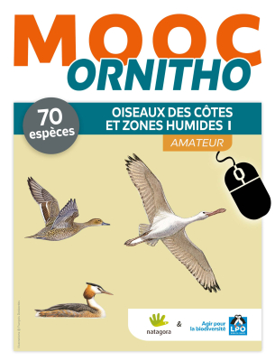 MOOC Ornitho - Oiseaux des côtes et zones humides 1