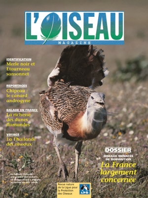 L'Oiseau Mag n° 64