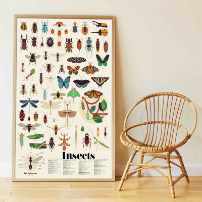 Poster pédagogique 44 stickers - Insectes