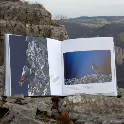 Faucon pèlerin - Un prince dans le ciel de Courbet