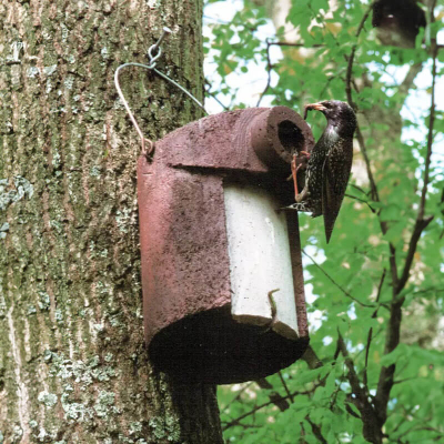 Nichoir Schwegler 3SV 32x45 mm