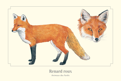 Carte Postale simple 10 X 15 cm Renard roux
