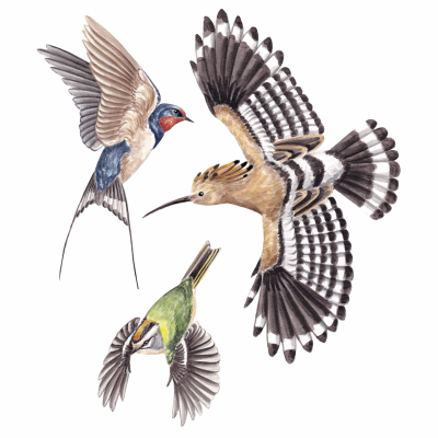 Anti-collisions électrostatiques Oiseaux des campagnes - Lot de 3