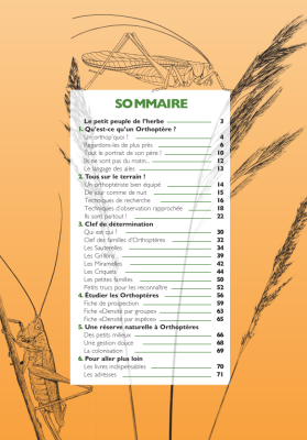 À la rencontre des sauterelles, criquets et grillons