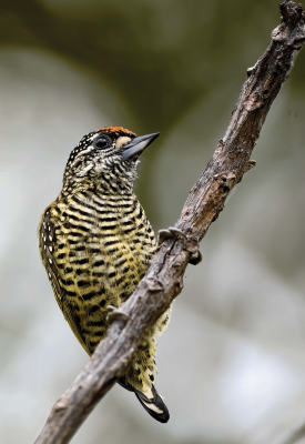 Guide expert des oiseaux de Guyane