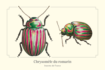 Carte postale naturaliste - Chrysomèle du romarin