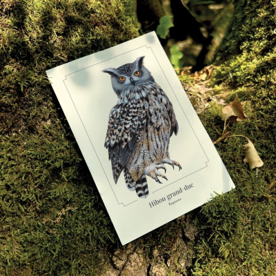 Carte postale simple 10 x 15 cm - Hibou grand-duc