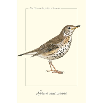 Carte Postale simple 10 x 15 cm Grive musicienne