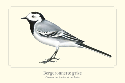 Carte Postale simple 10 x 15 cm Bergeronnette grise