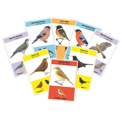 Le Pouillot ! – Associe les couples d’oiseaux