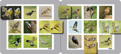 Memolo XL - 12 oiseaux des jardins