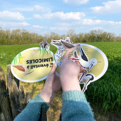 Éventail pédagogique LPO - Identifier les limicoles