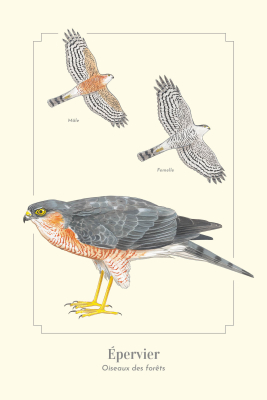 Carte postale simple 10 x 15 cm - Épervier