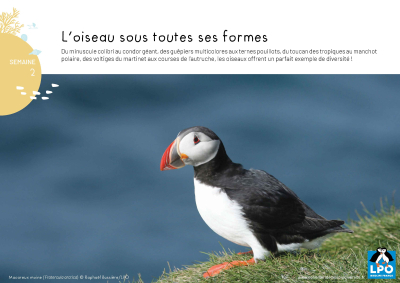 L'éphéméride LPO de la biodiversité