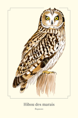 Carte postale simple 10 x 15 cm - Hibou des marais