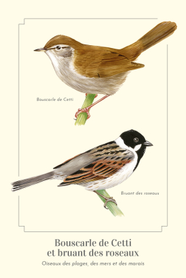Carte postale naturaliste - Bouscarle de Cetti et Bruant des roseaux