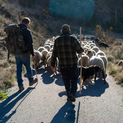 DVD Vivre avec les loups