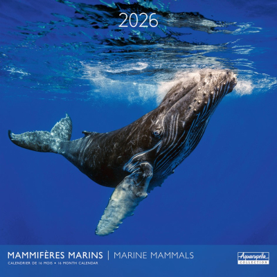 Calendrier 2026 Mammifères marins 30 x 30 cm
