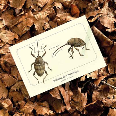 Carte postale naturaliste - Balanin des noisettes