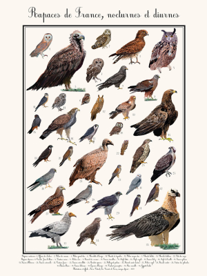Affiche Rapaces de France nocturnes et diurnes, 30 x 40 cm