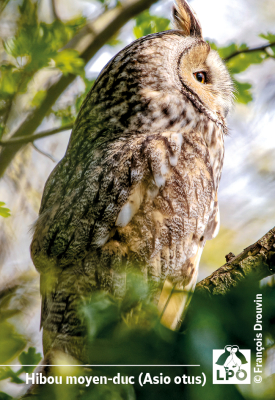 Magnet LPO Hibou moyen-duc