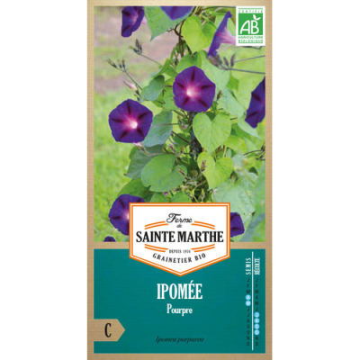 Graines Bio Ipomée Pourpre