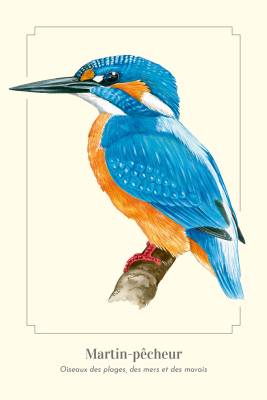 Carte Postale simple 10 x 15 cm Martin-pêcheur