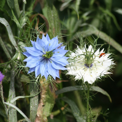 Graines Bio Nigelle de Damas