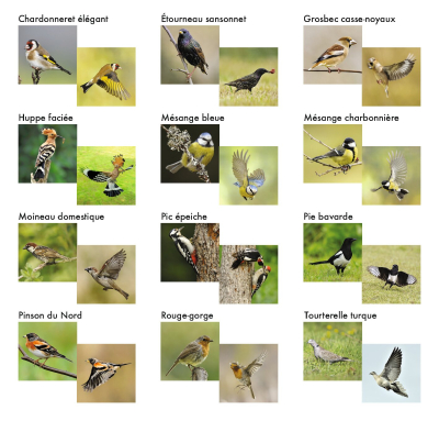 Memolo XL - 12 oiseaux des jardins