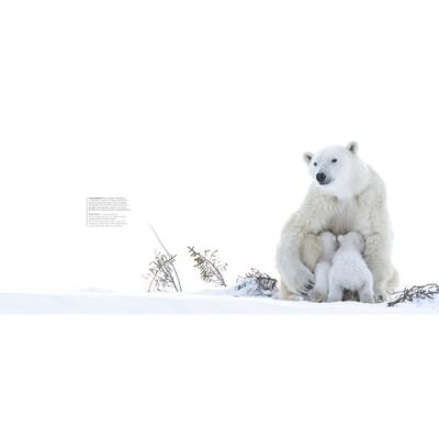 Wapusk, Ours Polaires