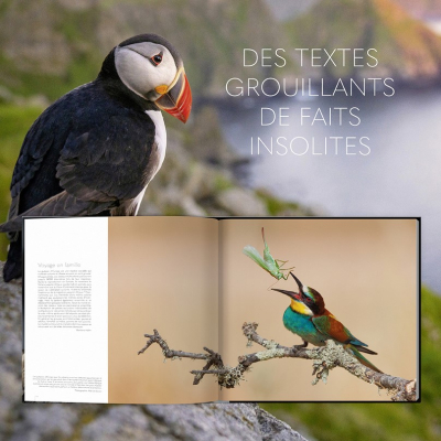 Extraordinaires oiseaux