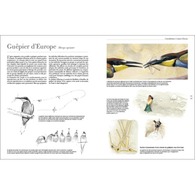 Le comportement des oiseaux d'Europe