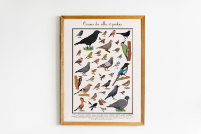 Affiche Oiseaux des villes et jardins, 30 x 40 cm