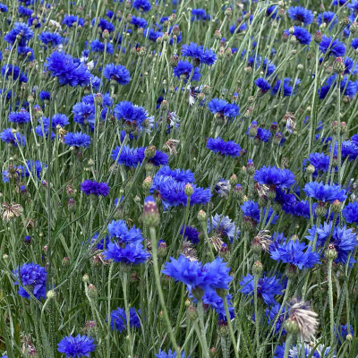 Graines Bio Centaurée Bleuet 