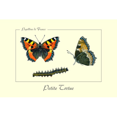 Carte Postale simple 10 X 15 cm Petite tortue