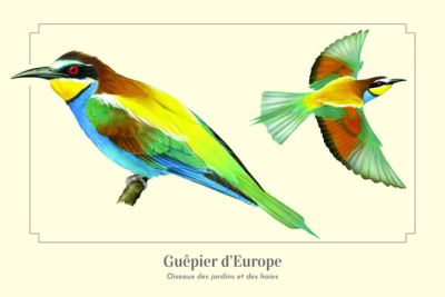 Carte postale 10 x 15 cm - Guêpier d'Europe
