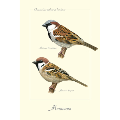Carte Postale simple 10 x 15 cm Moineaux